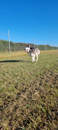 North Dorset Secure Dog Field, Gillingham in Dorset