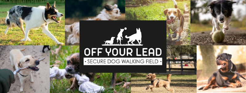 Off Your Lead Secure Dog Field, Frodsham in Wigan