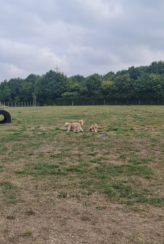 Oxford Secure Dog Walking Field in Honeyburge
