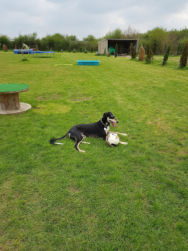 Paddy’s Pawfect Paddock, Dog Field, Swindon in Wiltshire
