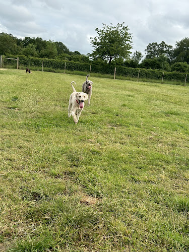 Paw Paddock - Secure Dog Field, Andover in Andover