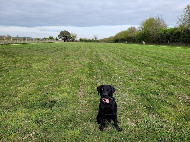 Paw Paddock Secure Dog Field, Westbourne in West Sussex