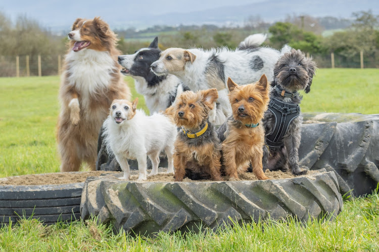 Pawen Lawen - Yap Land Dog Park, Anglesey in Isle of Anglesey