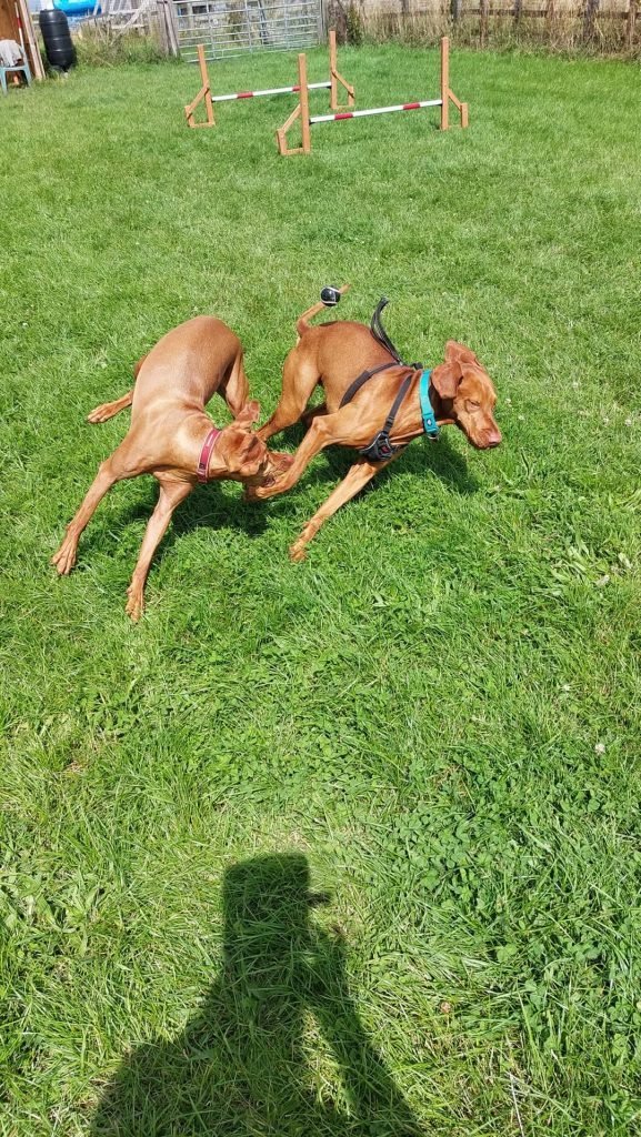 Pawfect Dog, Dog Field, Morpeth in Northumberland