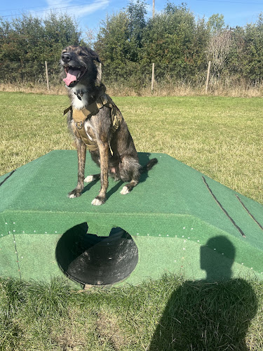 Pawz Let Loose Dog Field, Nottingham in Ashfield