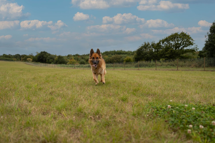 Perry Dog Field in Kidderminster