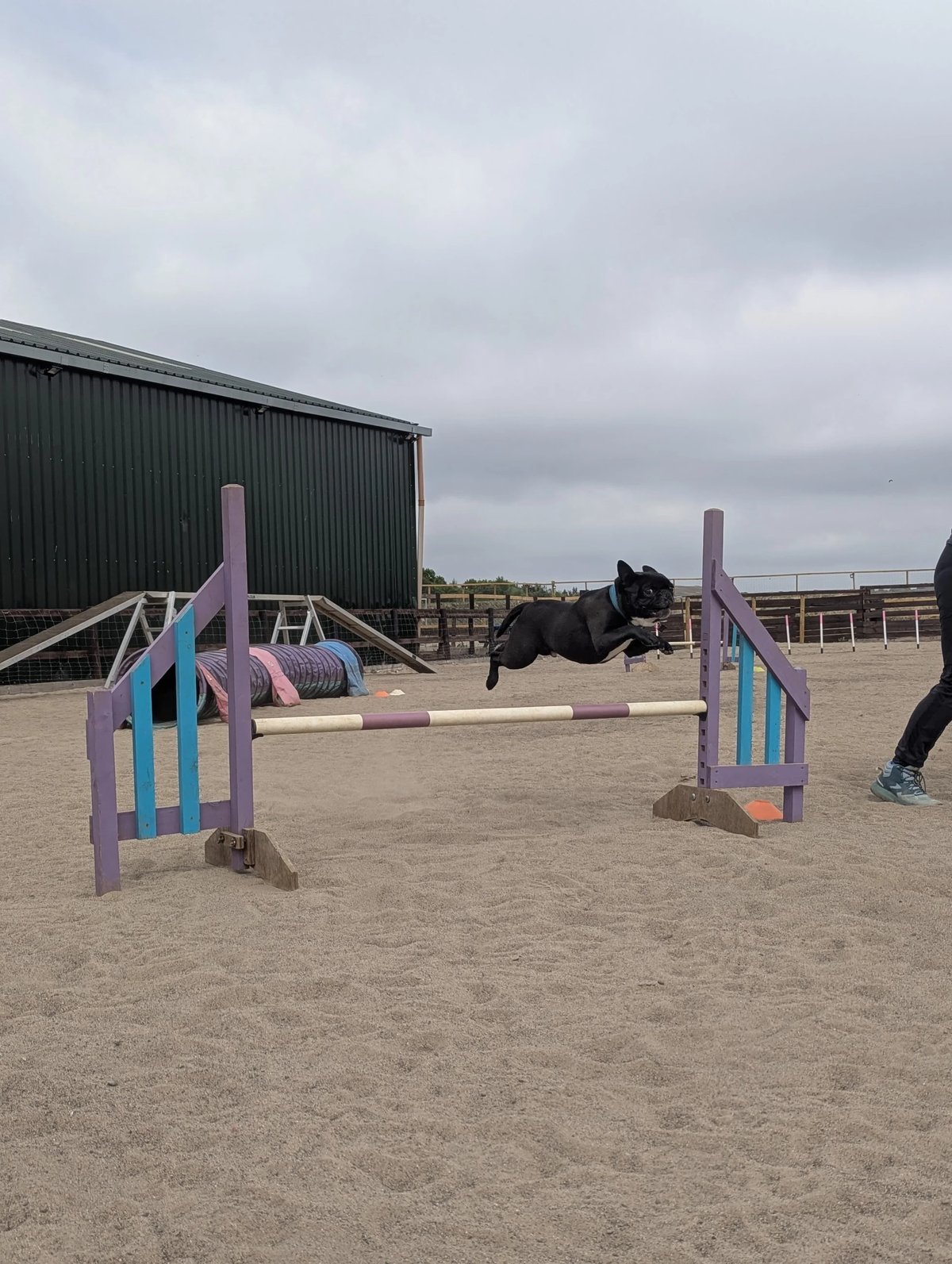 Petsercise Field Hire & Pack Walking (Herd House) in Newcastle