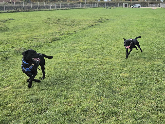 Pickering Dog Fields, Pickering in Ryedale