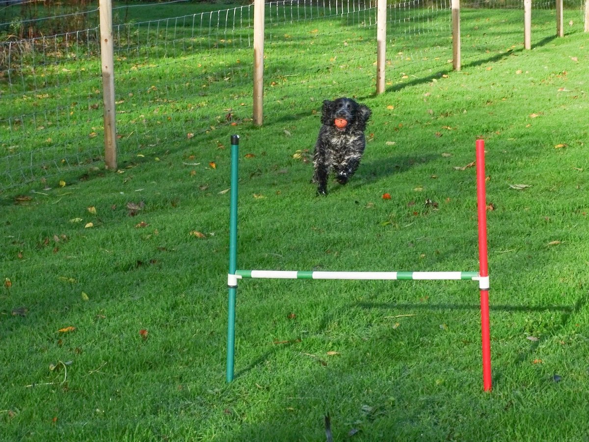 Platt’s Puppy Paddock, Llanfairfechan in Conwy