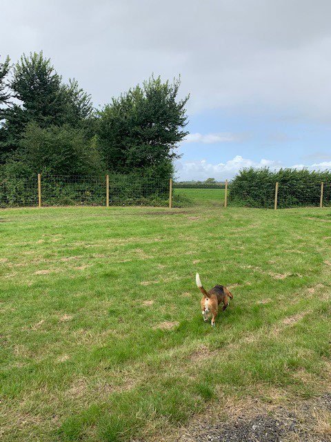 Merlin’s Paddock Secure Field in Hewish
