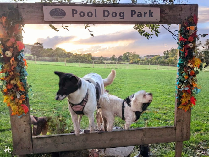 Pool Dog Park, Wharfedale in Otley