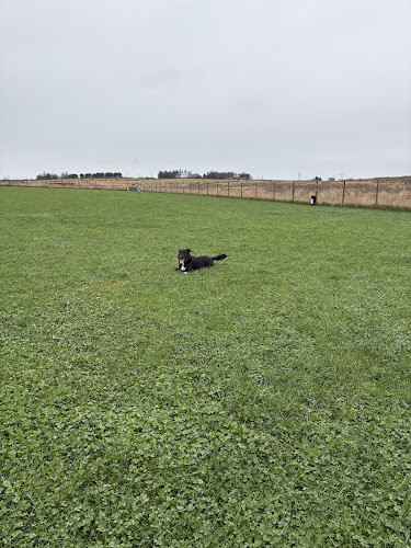 Pounding Pawz Dog Field, Longhaven in Peterhead