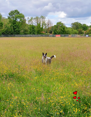 Redmoore Meadow Dog Field, Saham Toney in Mildenhall