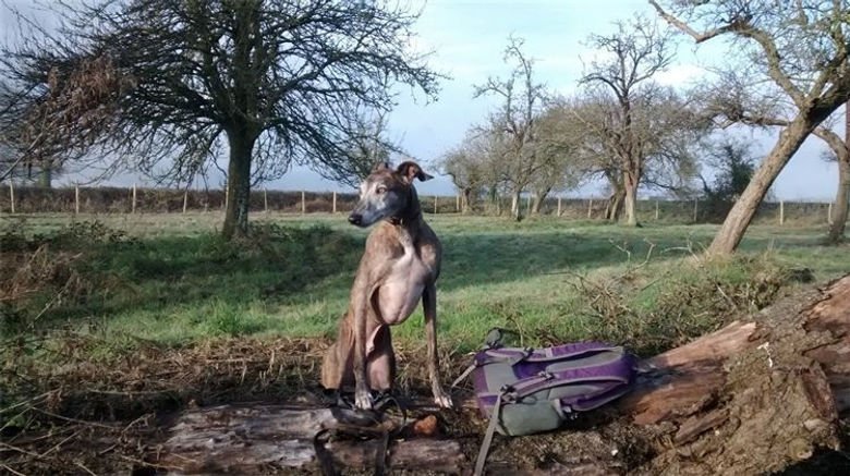 Happy Hounds Dog Fields, Arlingham in South West