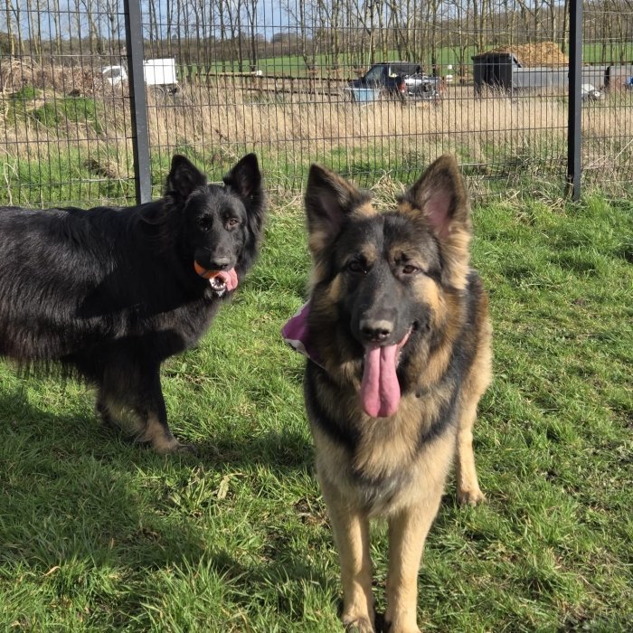 Royal Hounds Close Dog Park in Gravesham