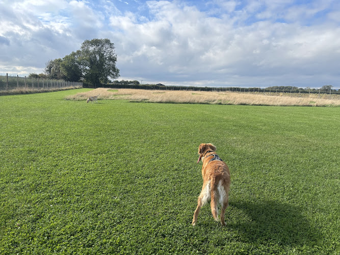 Ryedale Dog Fields, Broughton in North Yorkshire