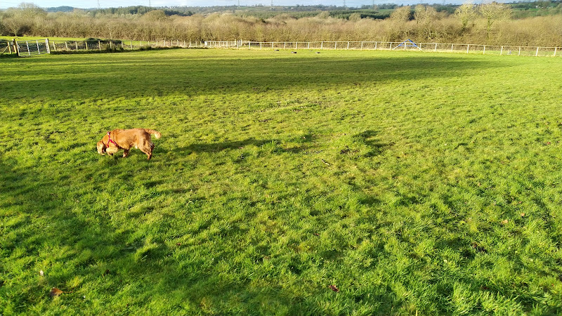 Saundersfoot Dog Field in Pembrokeshire