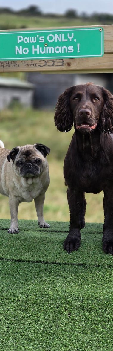 Dograssic dog Park in Manchester
