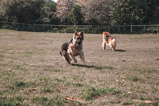 Specialist Dog Training Secure Dog Field, Borden in Kent