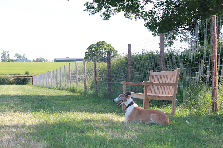 Stratford Dog Walking Field, Stratford upon Avon in Warwickshire
