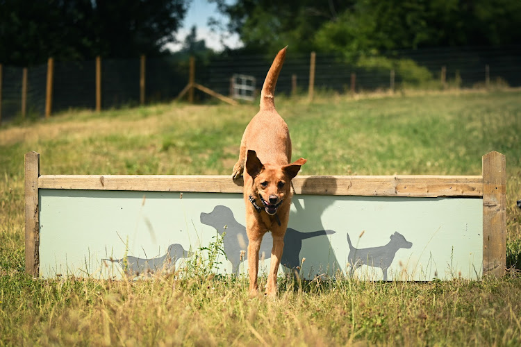 Surrey Hills Dog Park, Guildford in Surrey