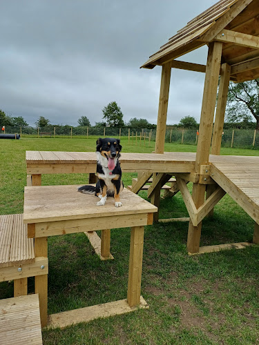 The Dog Paddock, Belfast in Lisburn and Castlereagh