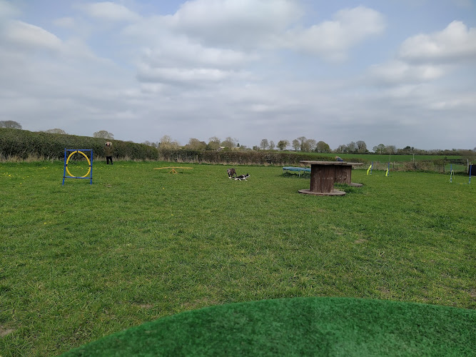 The Dog Patch, Dog Field, Mold in Flintshire