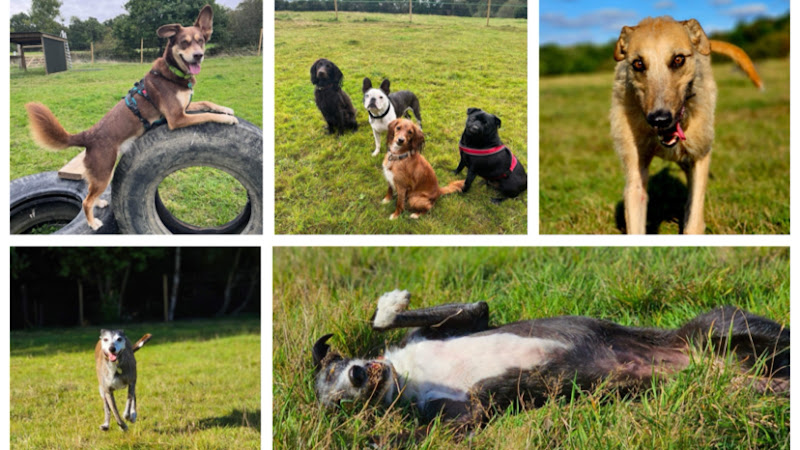 The Dog Walking Field, Danehill in Uckfield