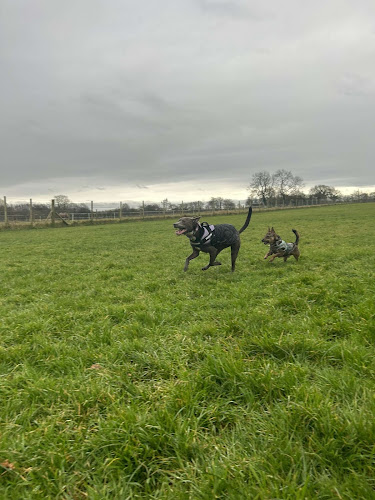 The Dogs Paddocks, Dog Field, Lower Whitley in Cheshire West and Chester