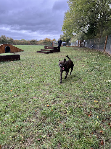 The Moochy Pooch, Dog Field, Cheltenham in Gloucestershire