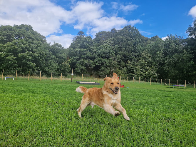 The Paw Play Patch in Livingston