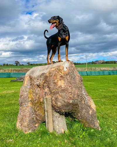 The Scurry Dog Fields [The Flush], Auchterhouse in Angus