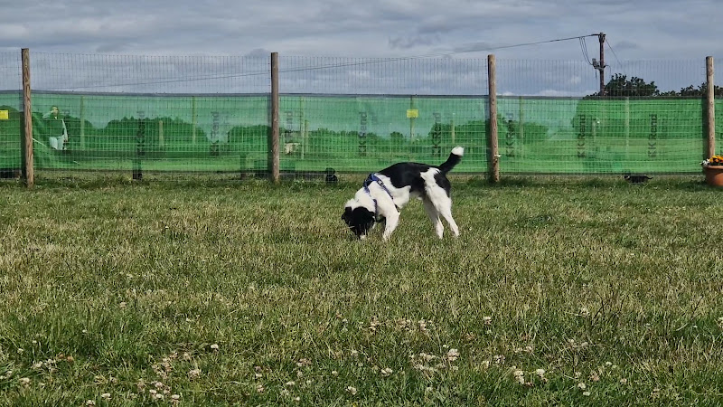 The Wonderful World Of Dogs in Sunderland