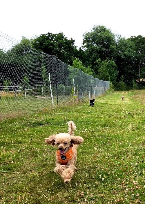The Bark and Play Park in Stourbridge