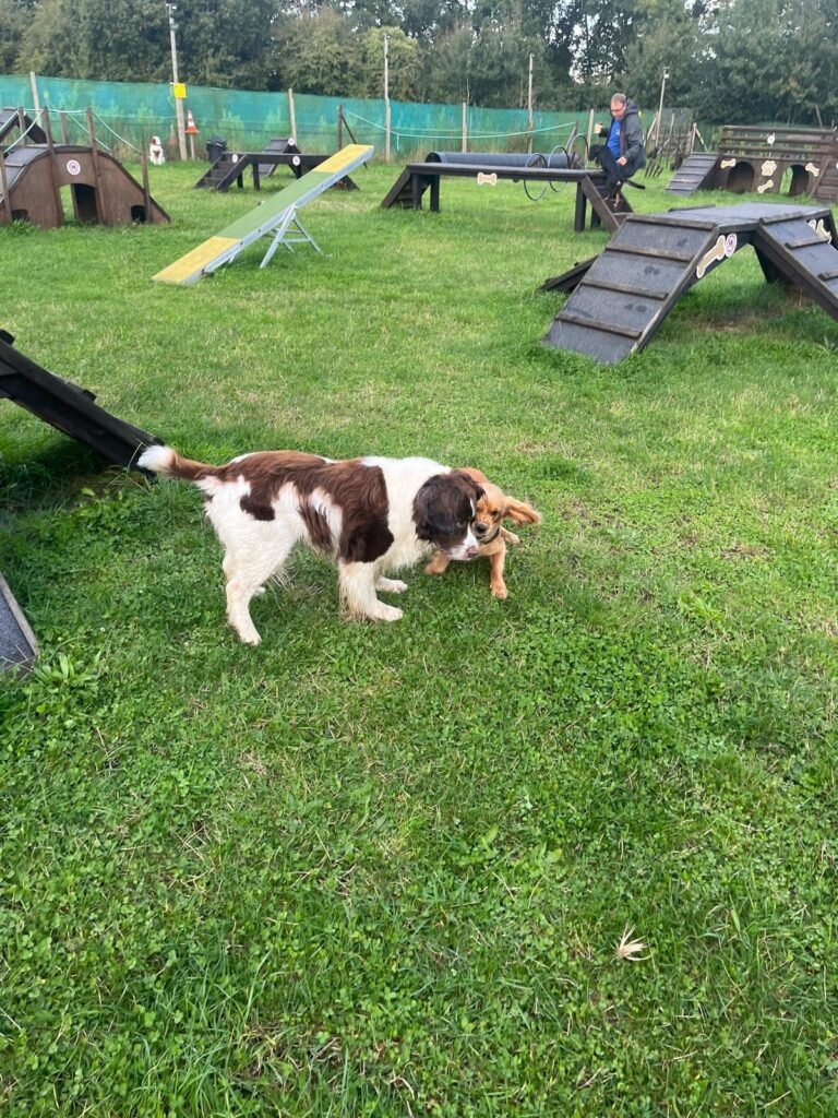 The Dog Park, Three Legged Cross in Three Legged Cross