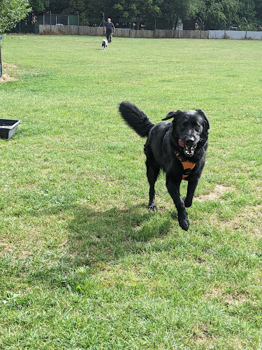 Thrift End Farm Canine & Pet Centre Enclosed Paddock, Bedford in Flitton