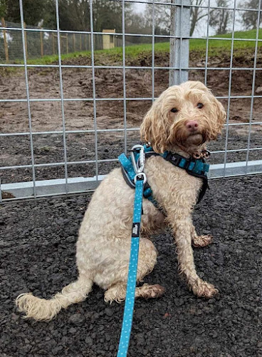 Top of the Meadow Dog Park, Caerphilly in Caerphilly