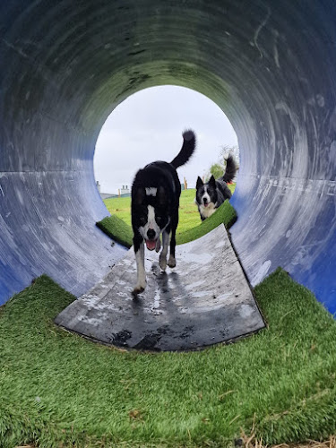 Traws Dog Park,Trawsfynydd in Gwynedd