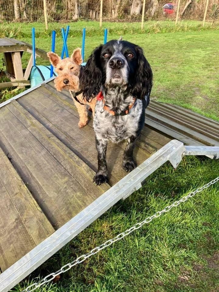Waggy Tails Play Park, Dog Field, Ash in Kent