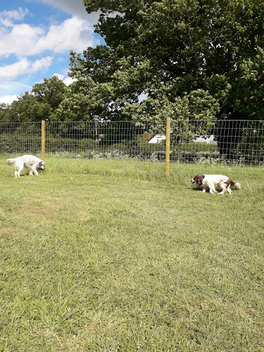 Walkies Dog Walking Paddock, Tuddenham in Suffolk