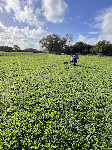 Wallingford Wild Walkies Dog Field in Oxford
