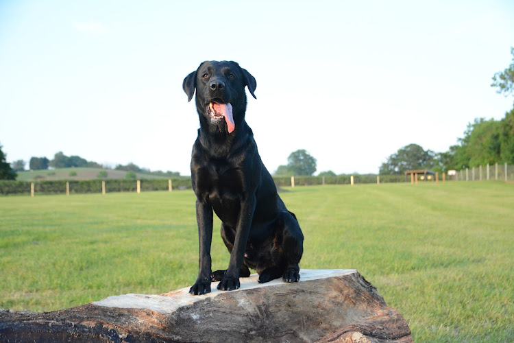 Warridge Paws, Bromsgrove in Bromsgrove