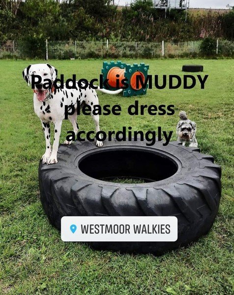 Westmoor Walkies Dog Field, Newcastle upon Tyne in North Tyneside