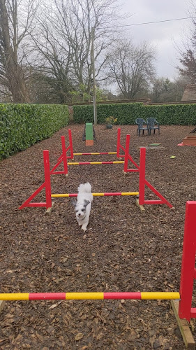 Wild at Hart Dog Play Park, Hemel Hempstead in Luton