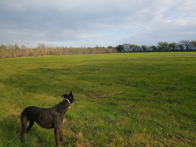 Woodlands Farm Dog Fields and Woodland in Holsworthy