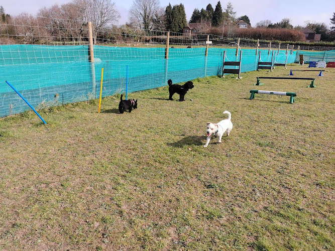 Woofs and Wags, Dog Field, Bramshott in Hampshire