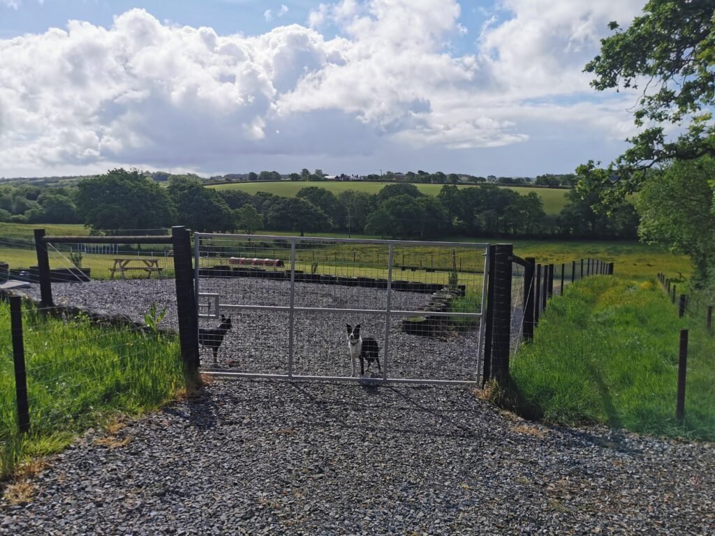 Woofworthy Dog Field, Holsworthy in Holsworthy