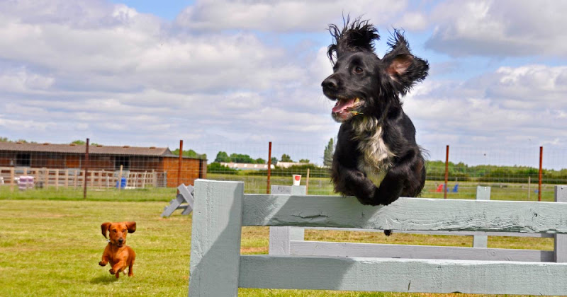 York Dog Park, Knapton in York