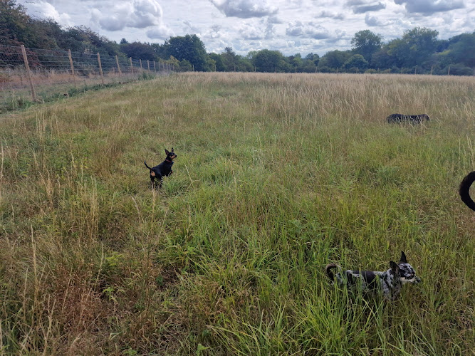 Zoomie Dog Fields, Upper Clatford in Andover